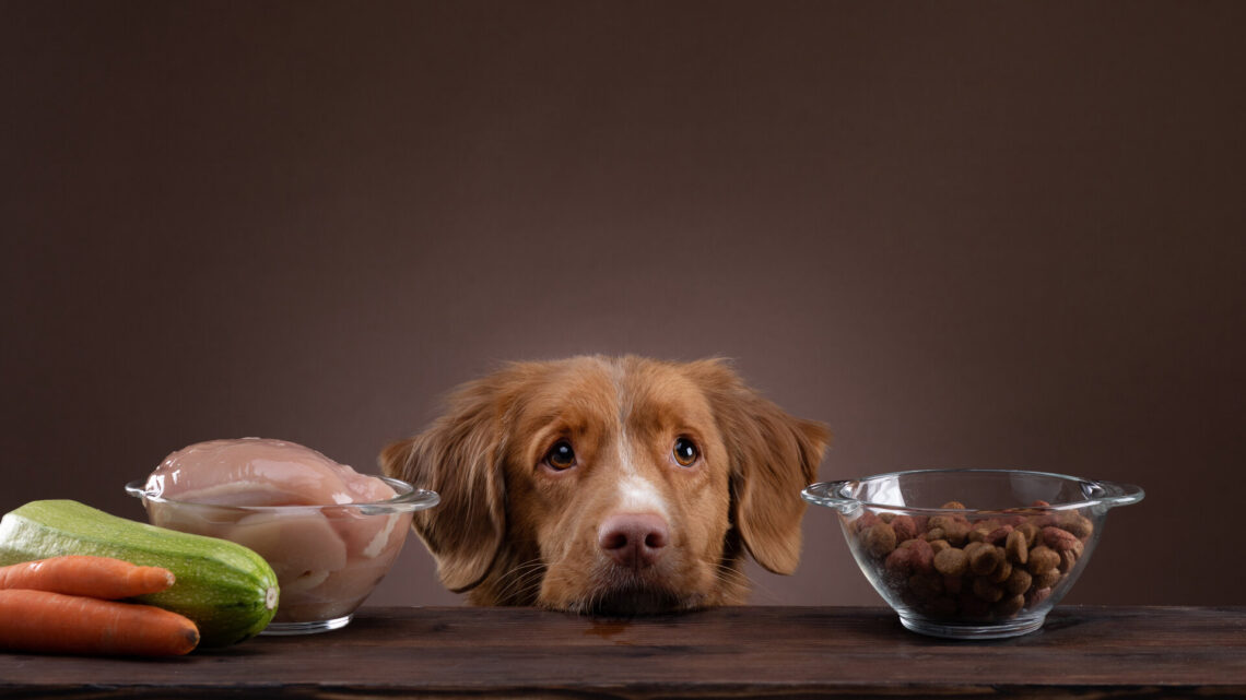 Ernährungssensible Hunde: Informationen und Tipps zur artgerechten Ernährung